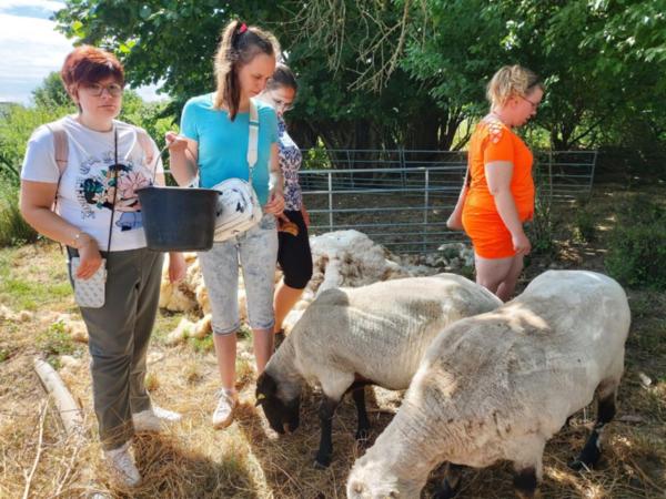 Vier Menschen und drei Schafe. Eine Frau hält einen Futtertrog.
