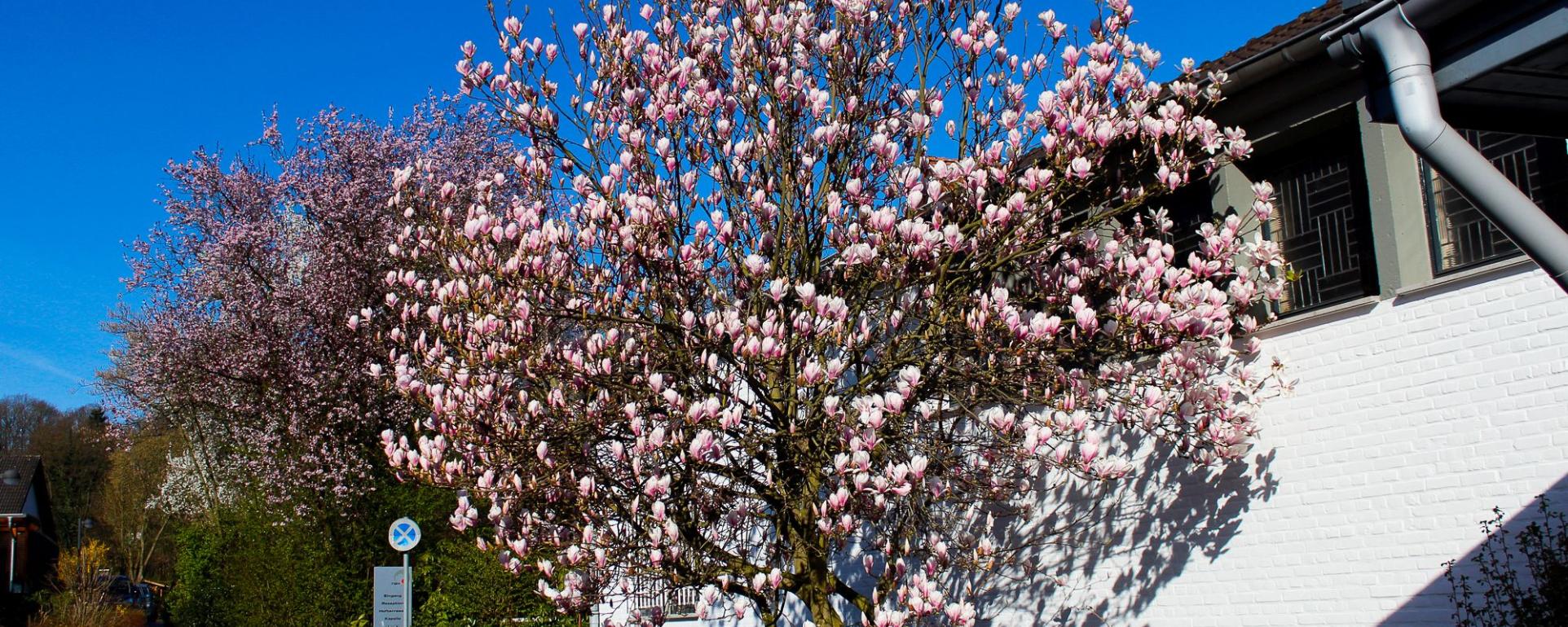 Magnolie NBH 2017 co LuBlick-9355