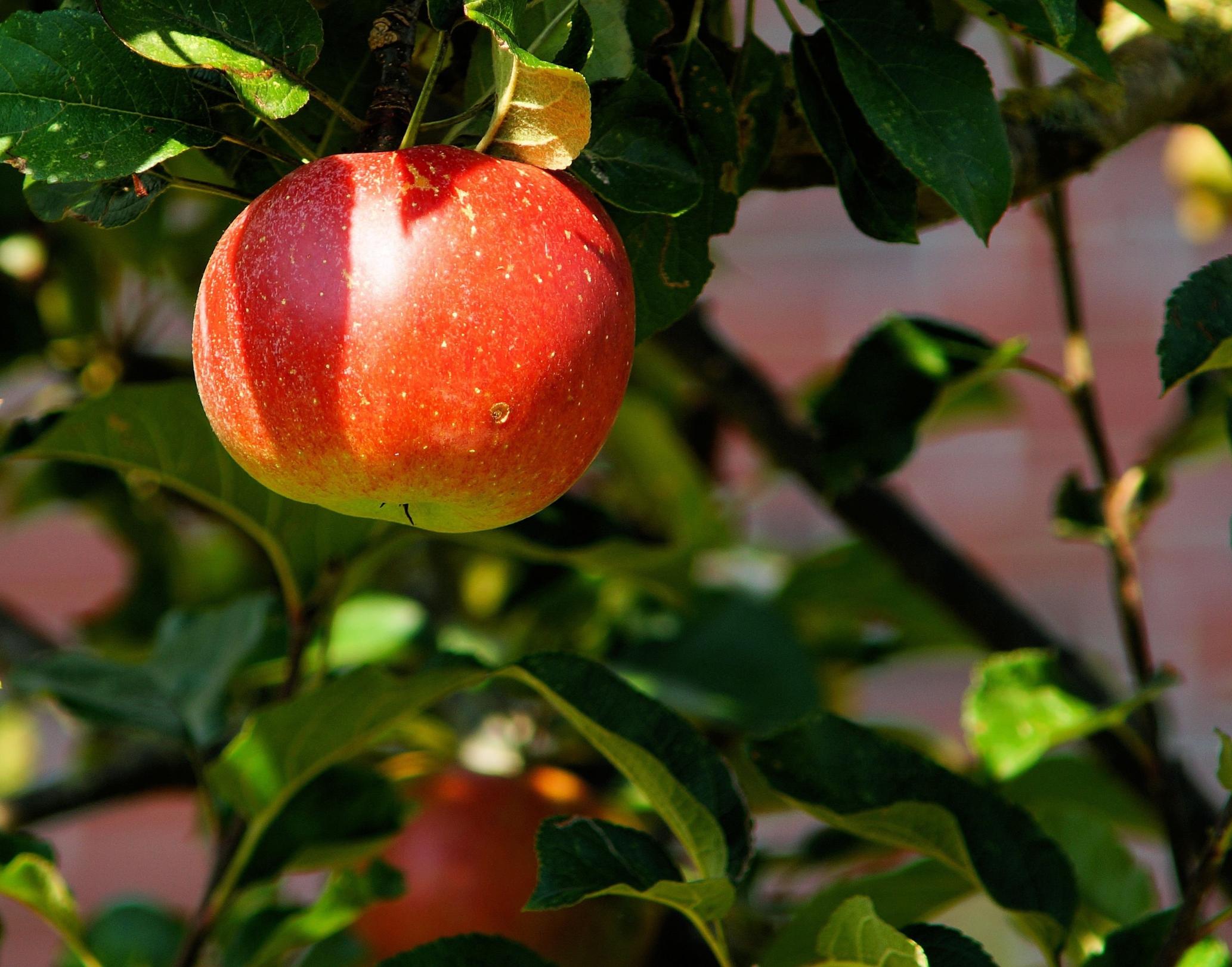 Ein Apfel im Baum.