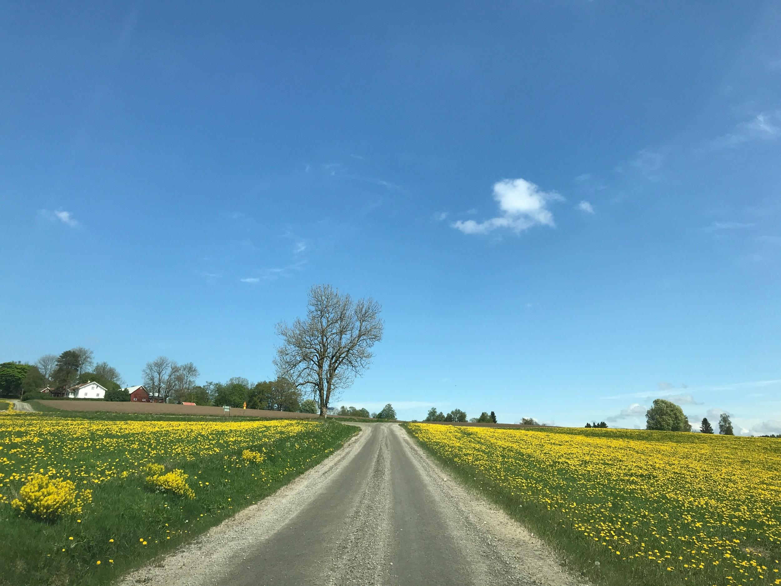 Eine ländliche Landschaft mit einem unasphaltierten Weg