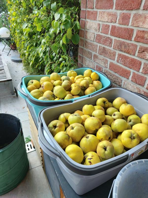 fast ein Zentner Quitten