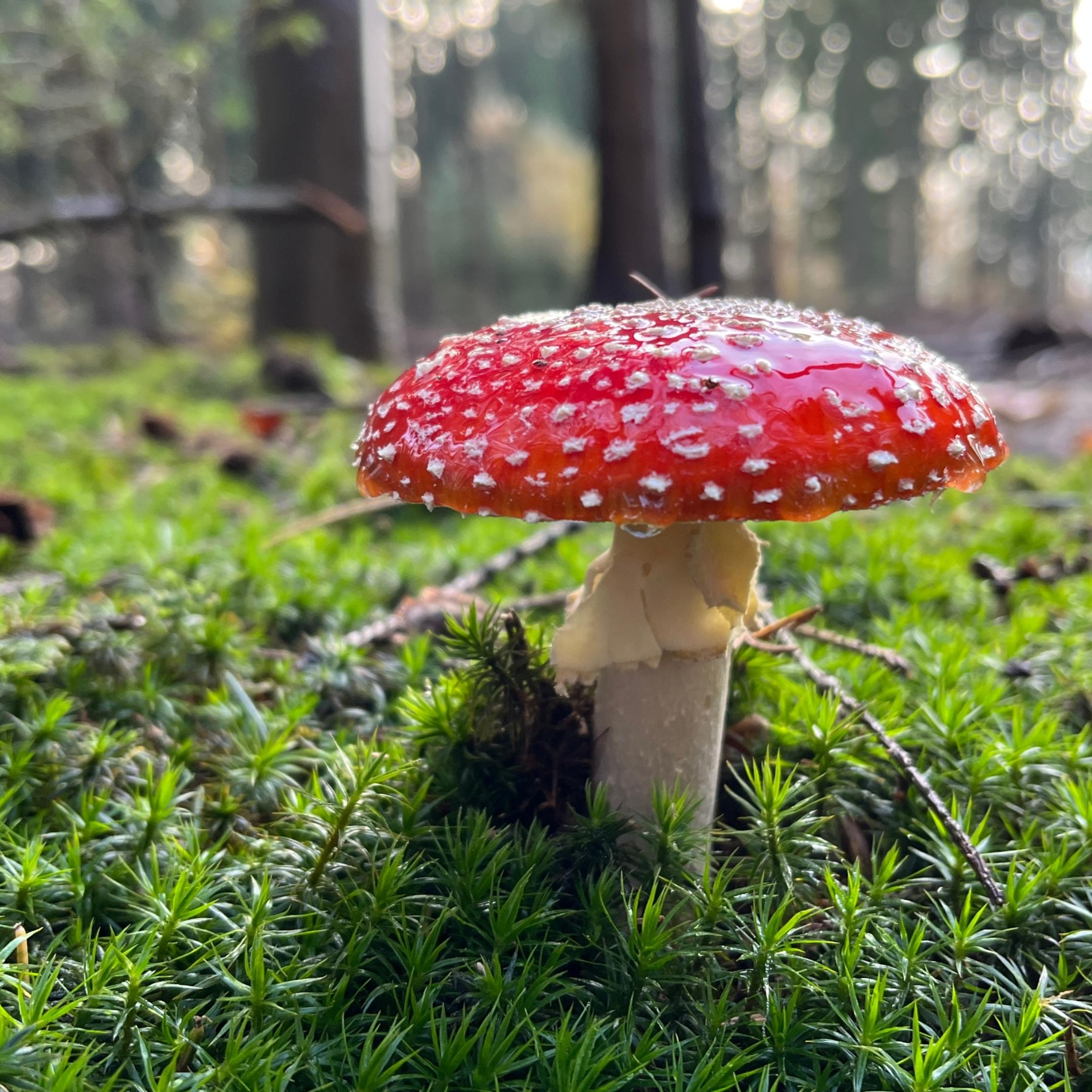 Fliegenpilz
